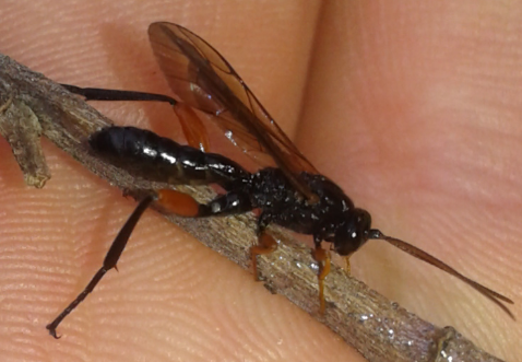 Ichneumonidae: Phaenolobus sp., maschio